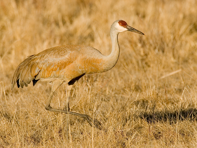 sandhill crane food web