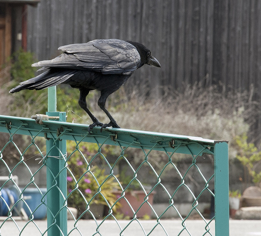 Photo of Corvus macrorhynchos