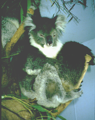 Koala Facts: Habitat, Behavior, Diet