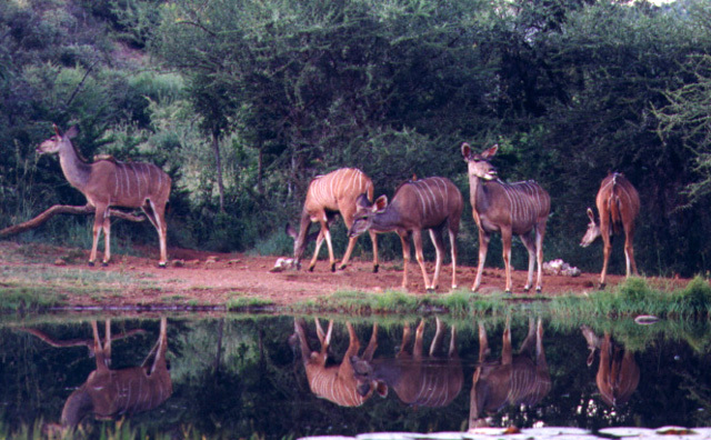 kudu1