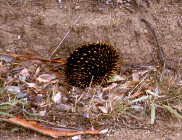 Tachyglossus aculeatus