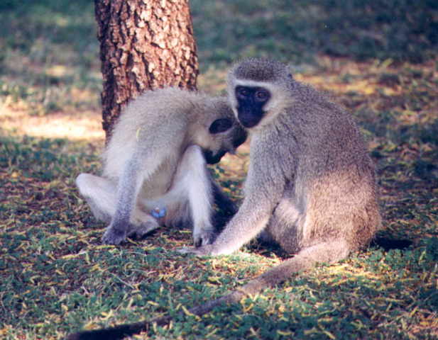 The Vervet Monkey