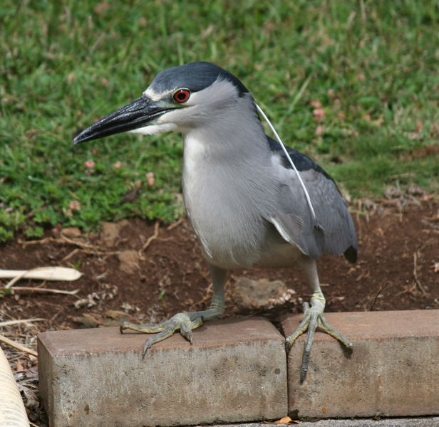 Nycticorax nycticorax