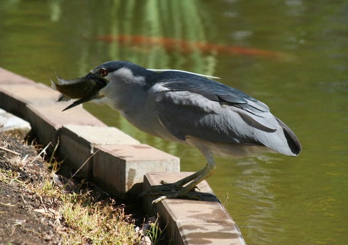 ADW Nycticorax nycticorax INFORMATION