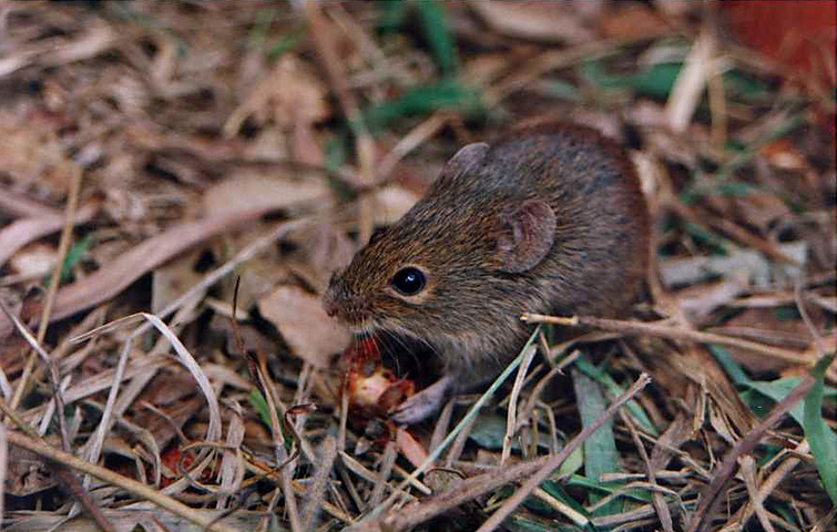 ADW Necromys lasiurus INFORMATION