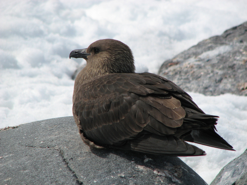 Charadriiformes