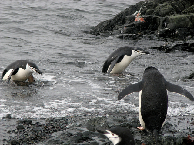 Chinstrap Penguin  Facts, pictures & more about Chinstrap Penguin
