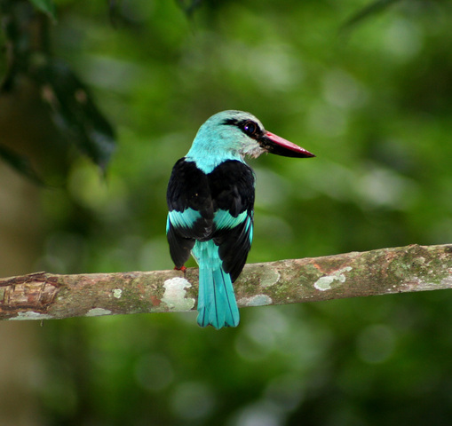 ADW Alcedinidae INFORMATION