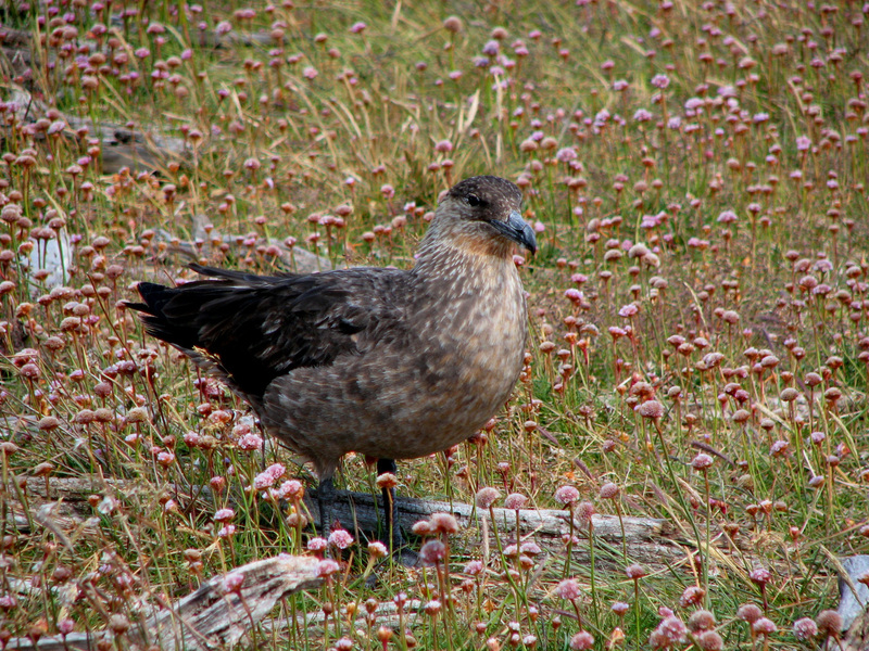 Stercorariidae