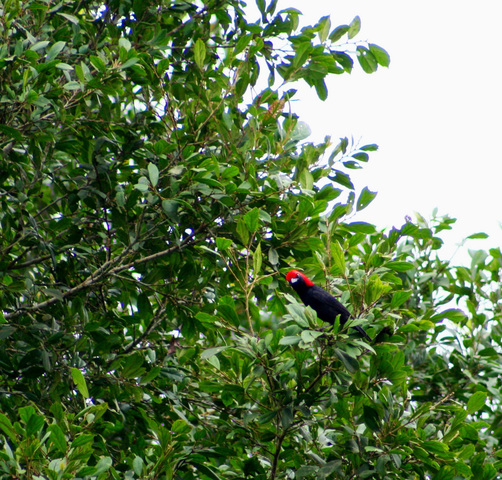 Photo of Malimbus rubricollis