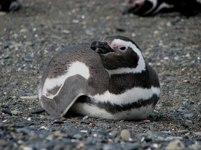 Spheniscus magellanicus