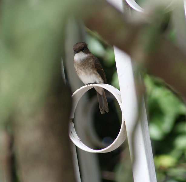 swampflycatcher2513