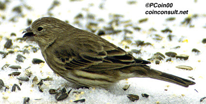 Carpodacus mexicanus