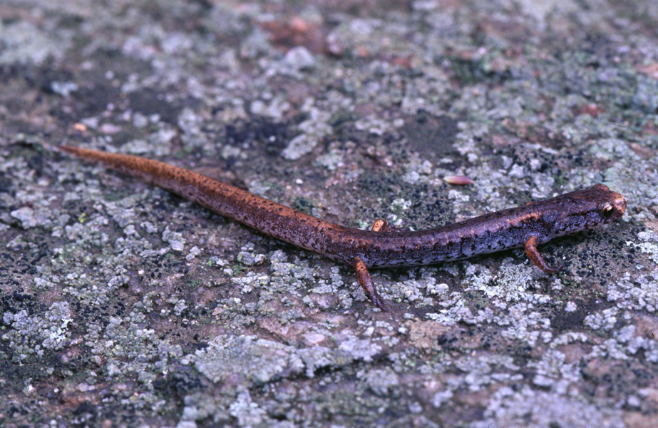 Plethodontidae