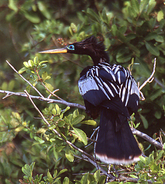 Anhingidae