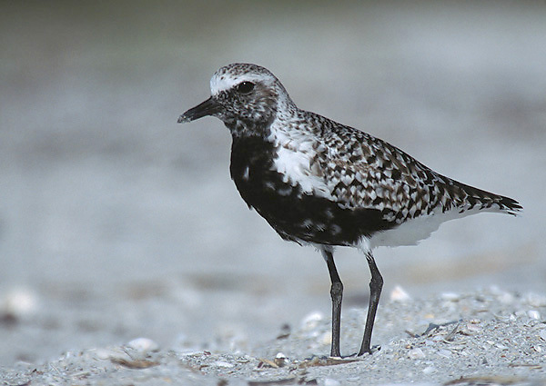 Pluvialis squatarola