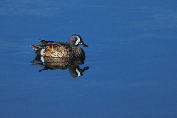 bluewingedteal