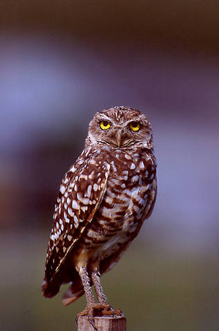 map of western burrowing owls are found where in texas