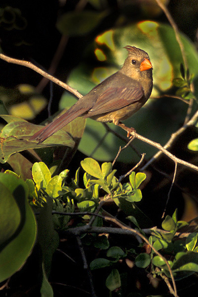 Cardinalis