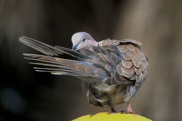 eurasiancolldovpreen