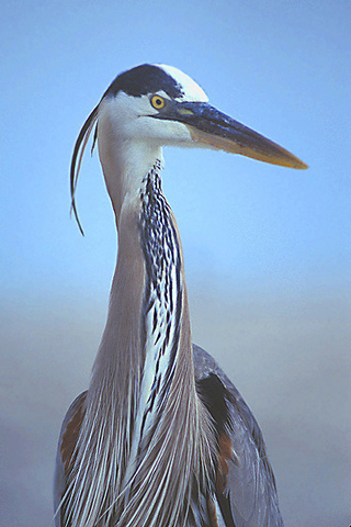 ADW: Ardea Herodias: INFORMATION