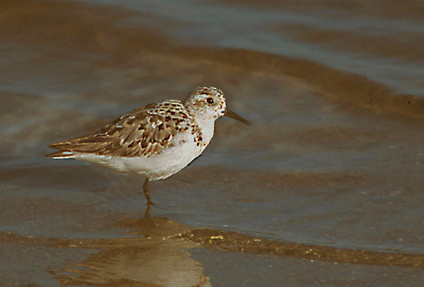 Calidris