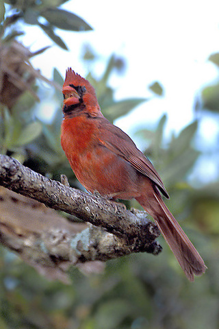 2 Cardinals Adult Face Covering