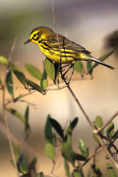 Dendroica discolor