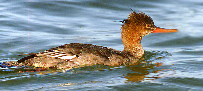 Anseriformes