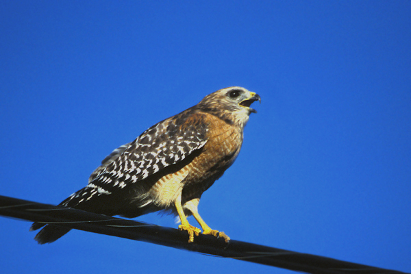 geographic map red shouldered hawk