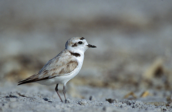 Charadrius alexandrinus