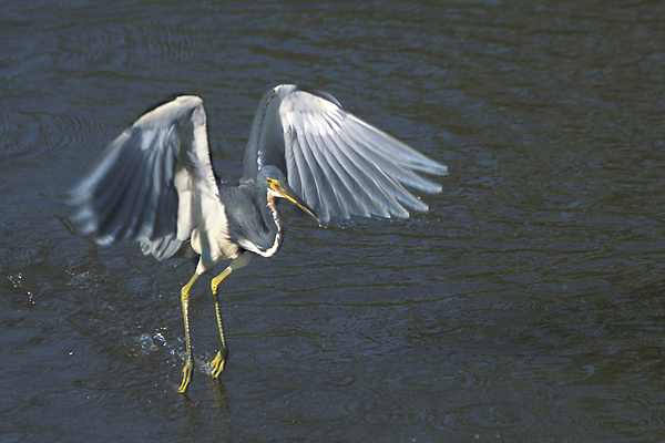 Egretta tricolor