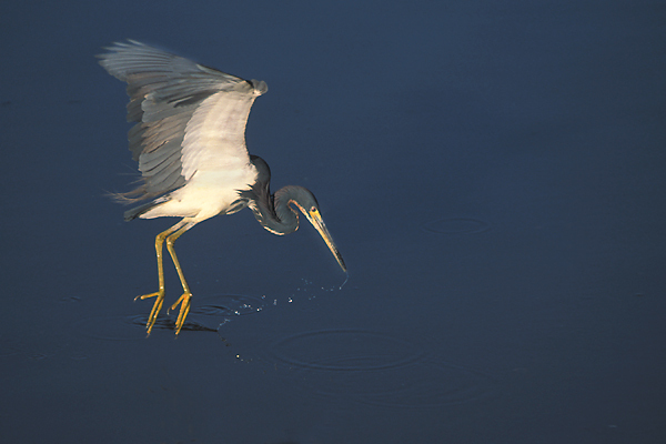 Egretta tricolor