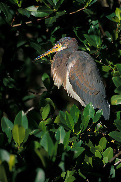 Egretta tricolor