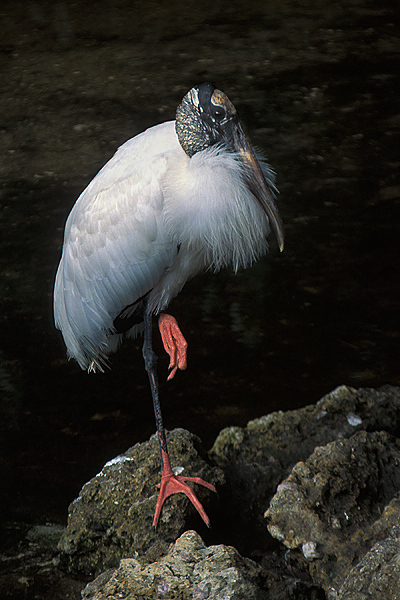 woodstork