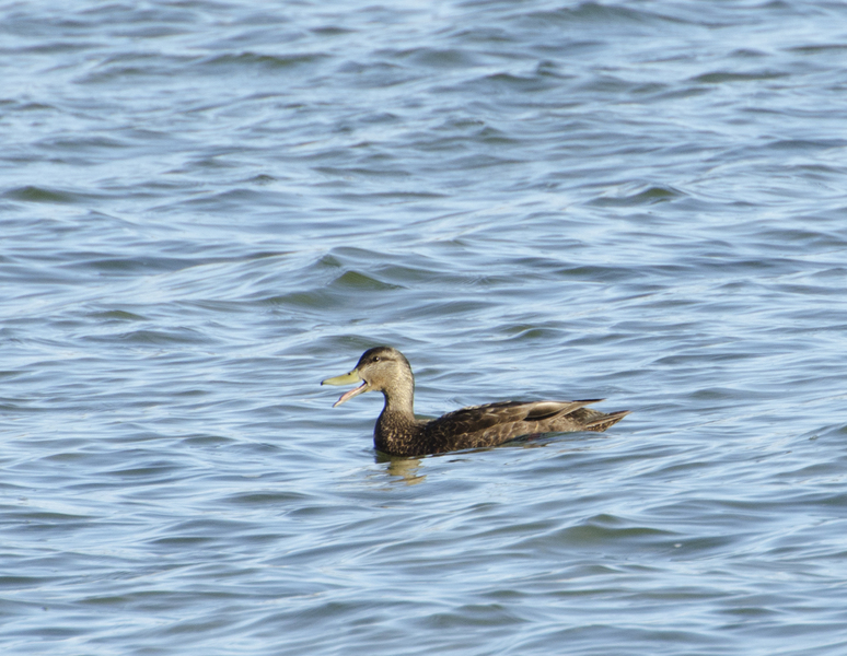 blackduck0762