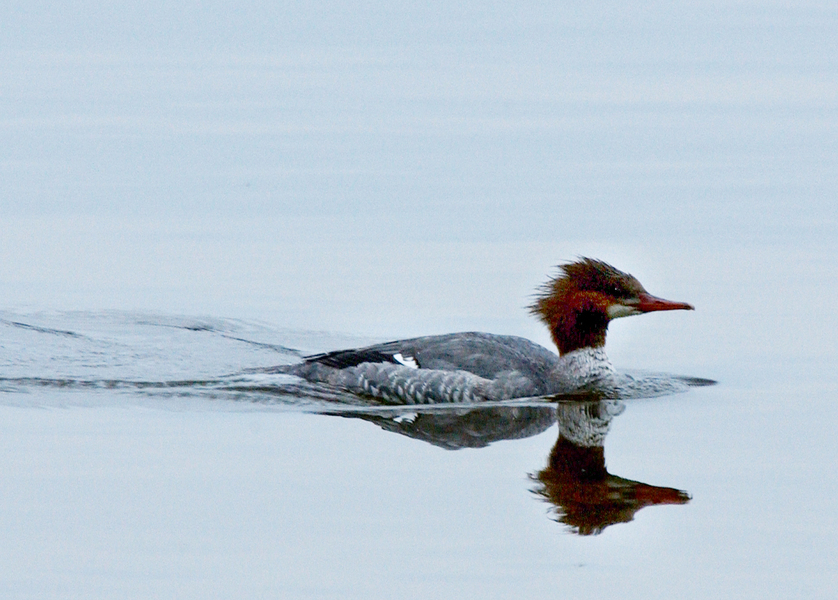 Anseriformes