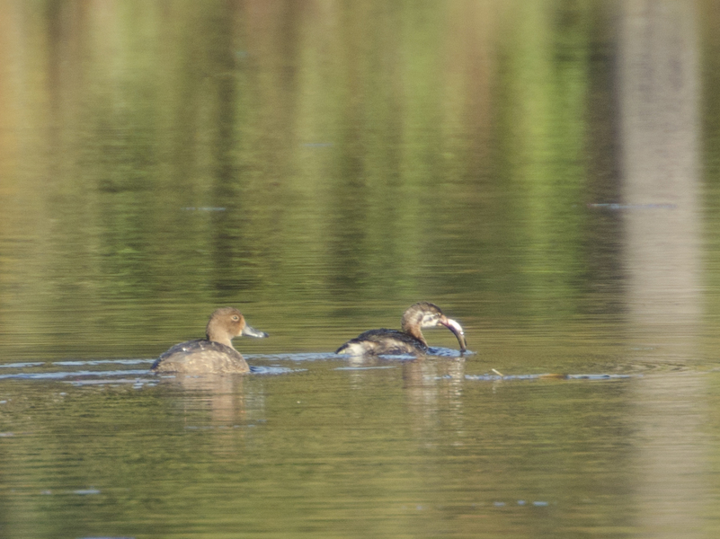 Podilymbus podiceps