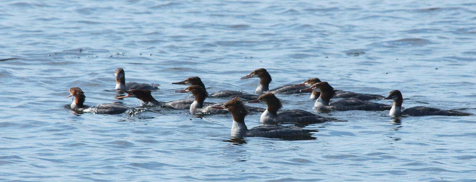 Mergus merganser