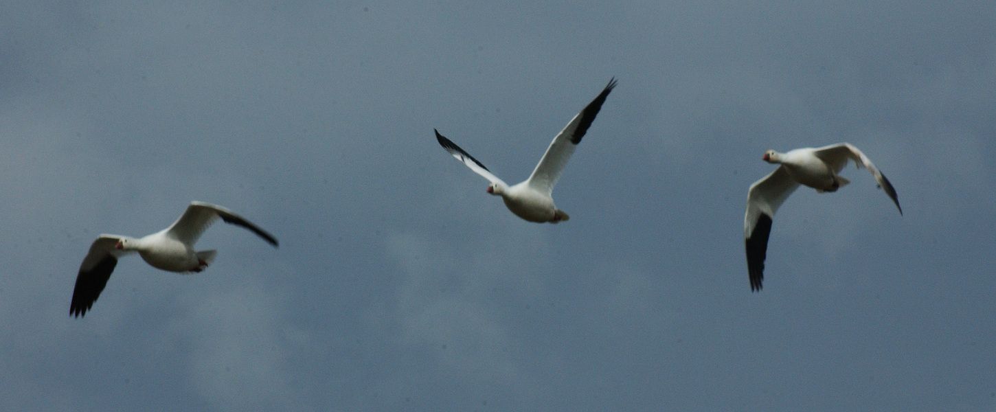 snowgeese7219