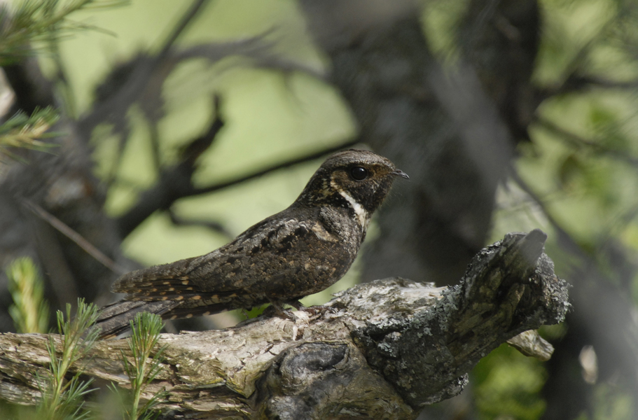 Caprimulgus vociferus