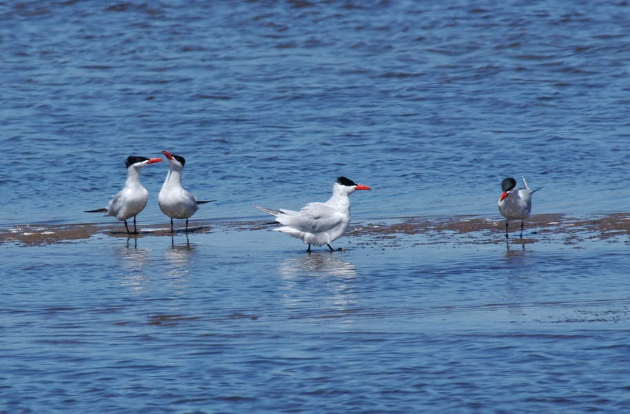 Charadriiformes