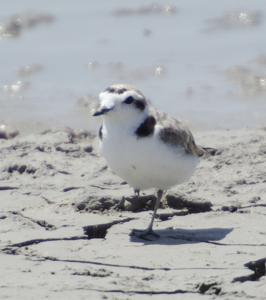 Charadrius alexandrinus