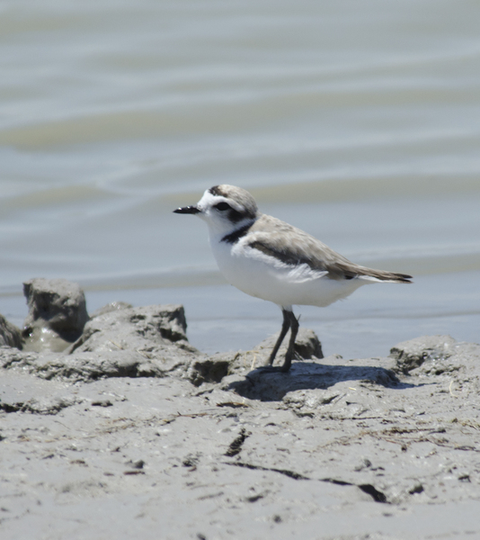 Charadrius alexandrinus