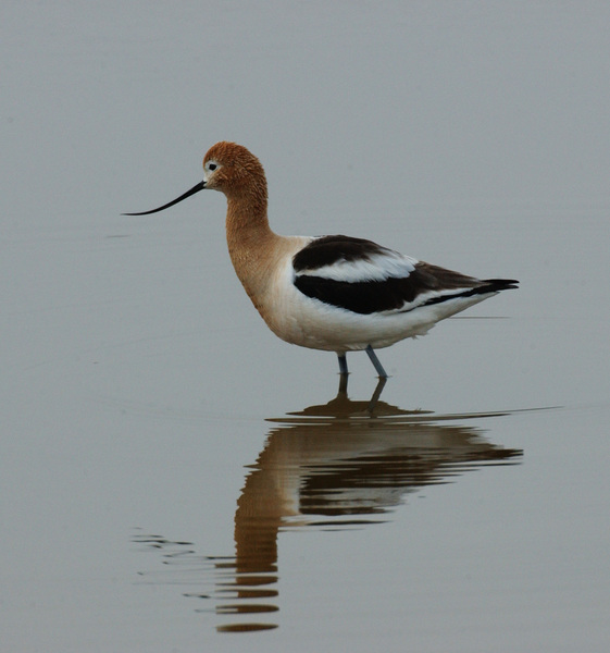 Charadriiformes