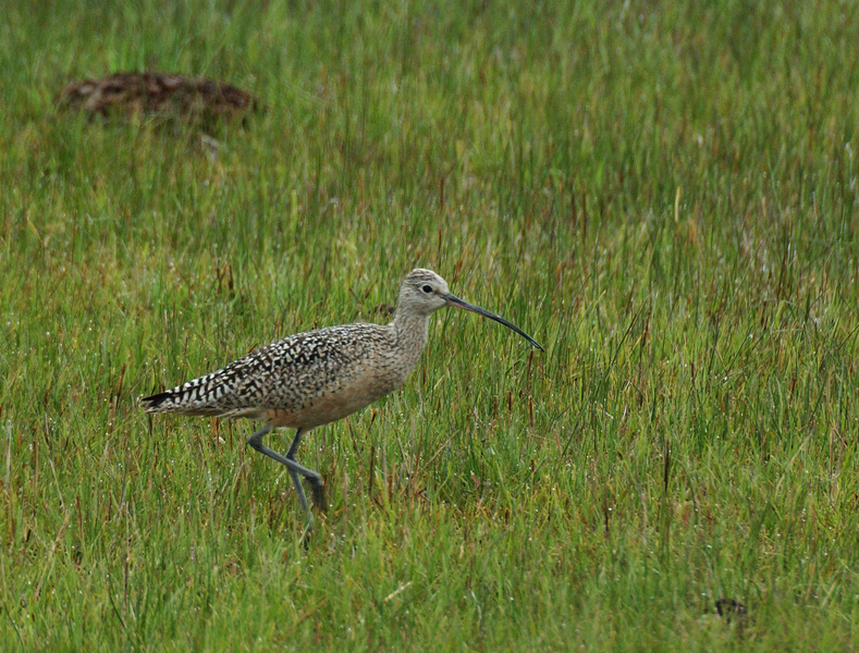 curlew7420