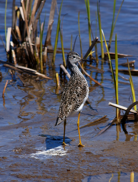 lesser_yellowlegs7450