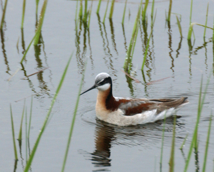 Phalaropus tricolor