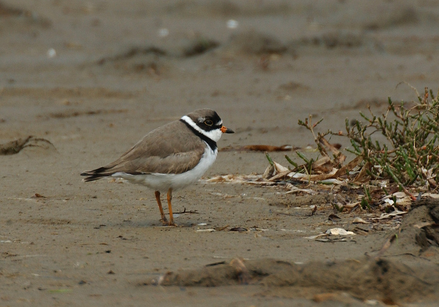 Charadrius semipalmatus