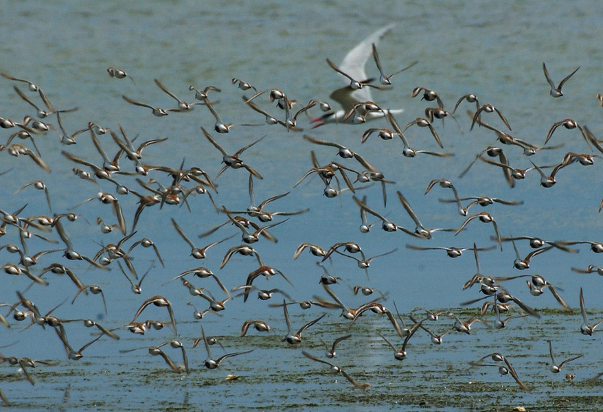 Calidris alpina